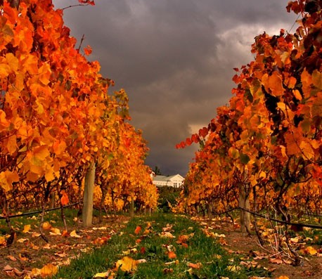 批发代理价格的免费电话短信轰炸机